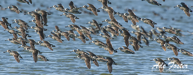 ink-eared Ducks