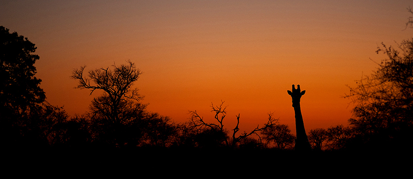 Giraffe sunset